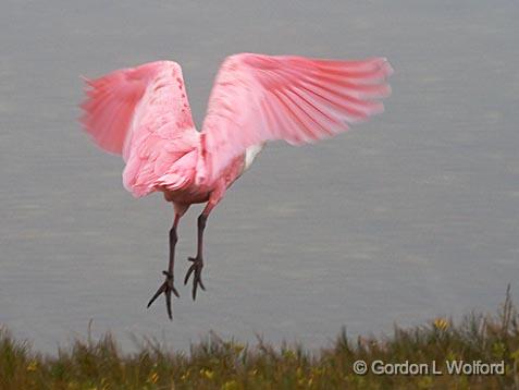 Roseate Spoonbill Taking Wing_31568.jpg - Roseate Spoonbill (Ajaia ajaja) in flight.Photographed along the Gulf coast near Port Lavaca, Texas, USA.